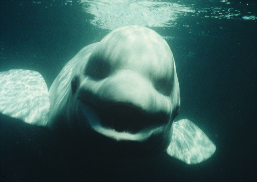 Noc Beluga