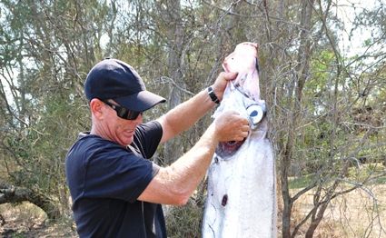 Ribbonfish