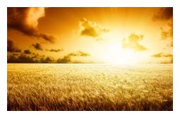 GM Wheat