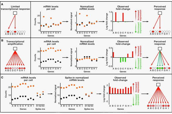 Click to enlarge Genetic Analyses