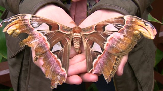 Atlas Moth