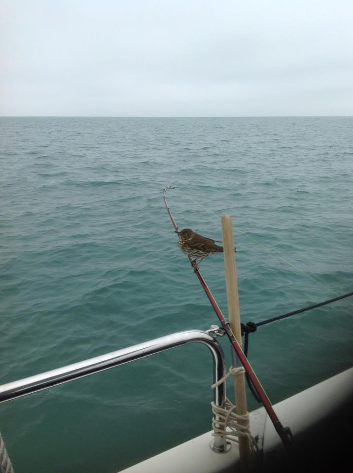 migrating bird