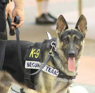 K-9, dog
