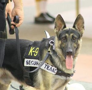 K-9, dog