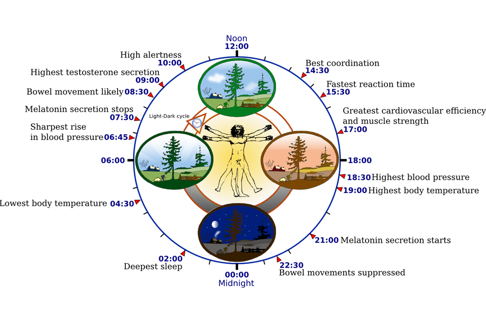 Biological Clocks