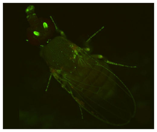 Click to enlarge Fruitfly