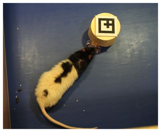 Rat Avatar