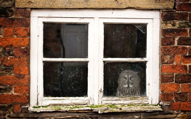 Grey Owl