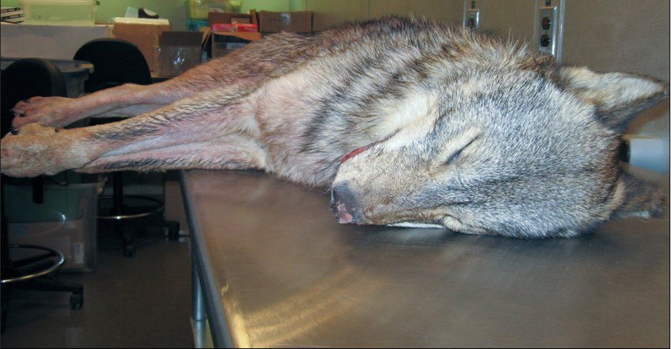 Coyote?