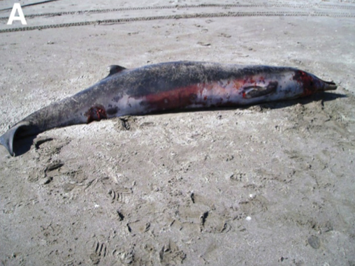 Click to enlarge Stranded Whale