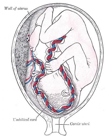 Fetus in Utero