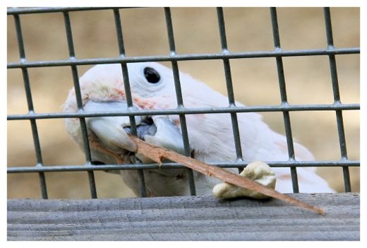 Click to enlarge Cockatoo