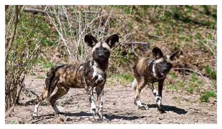 Click to enlarge African Painted Dogs