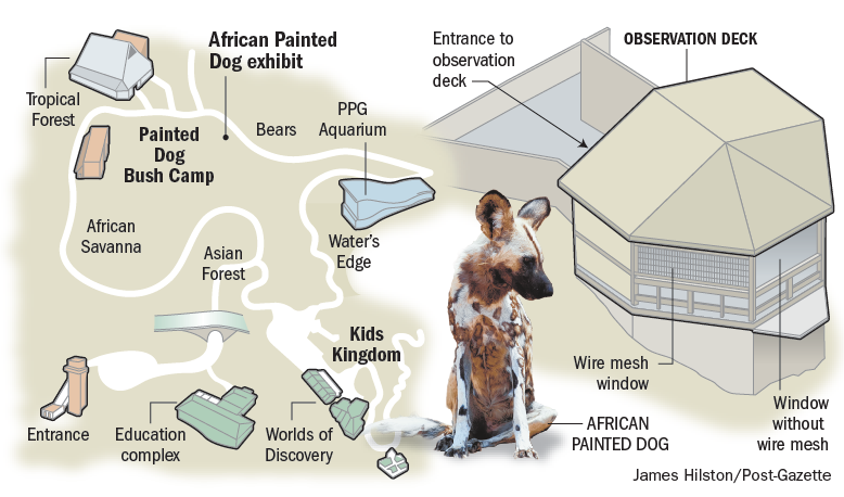 Click to enlarge African Painted Dogs exhibit