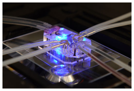 Lung Chip