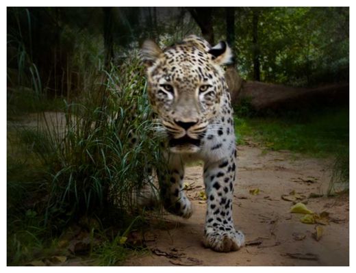 Leopard