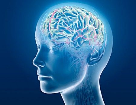 Brain biology
