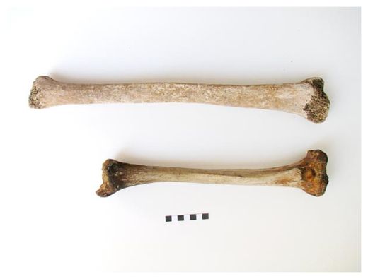 Click to enlarge Giant Bone