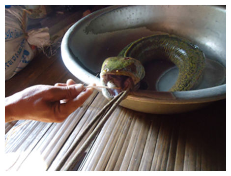 Snakehead