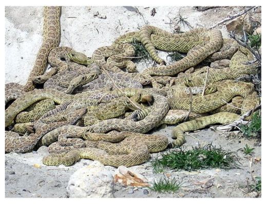 Rattlesnakes Nest