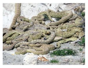 Rattlesnakes Nest