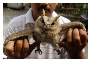 Eagle Owl