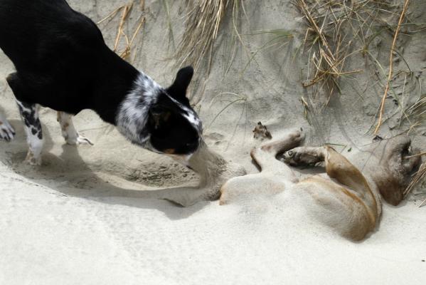 Dog Burying Another Dog
