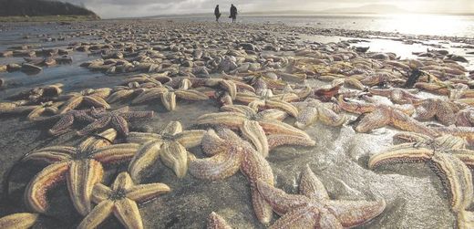 dead starfish