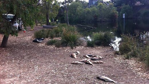 dead fish