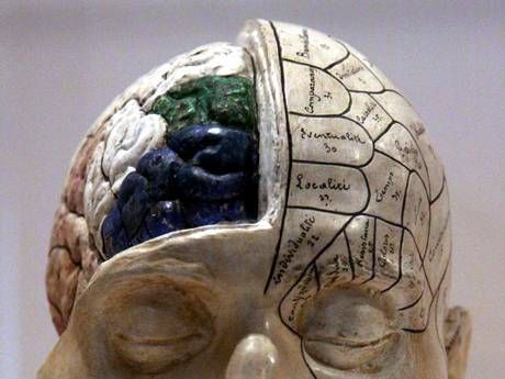 Human Brain
