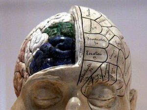 Human Brain