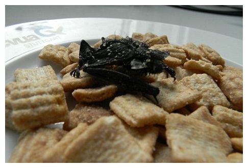 Bat in Cereal