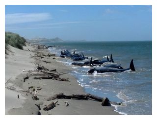 Stranded Whales