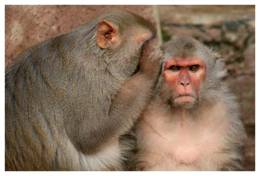 Rhesus Monkeys