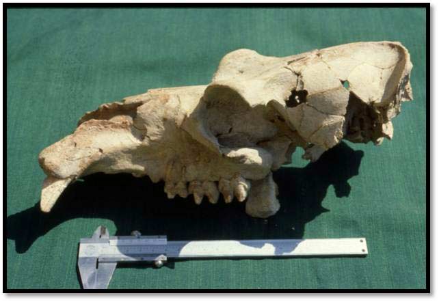 Pygmy Hippo Skull