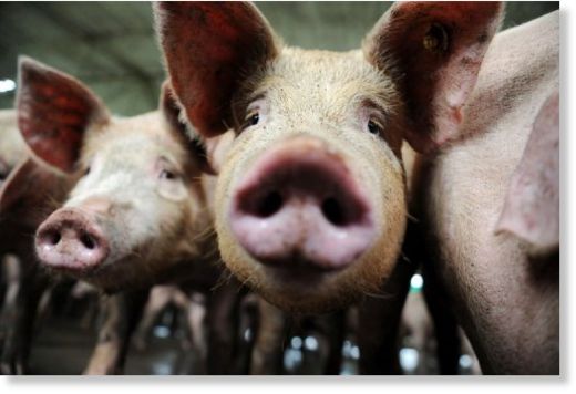 pigs