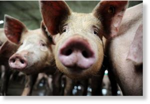 pigs