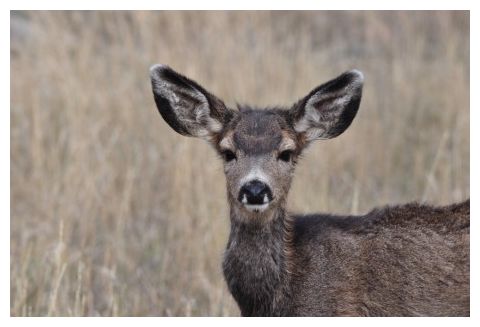 Deer