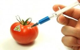 gmo patent