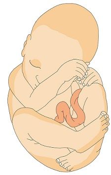 Unborn baby