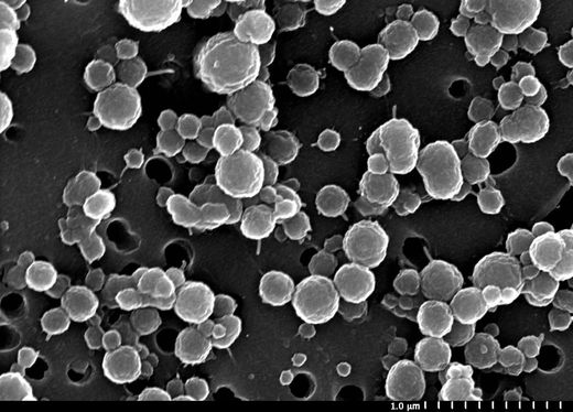 Antarctica bacteria