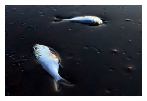 BP Oil Spill