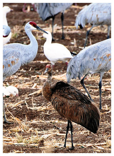 Click to enlarge Hybrid Crane