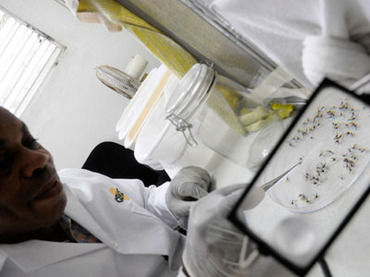 Click to enlarge Aedes aegypti mosquitos