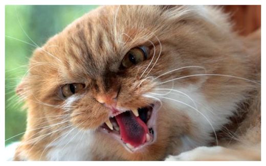 Scary Cat