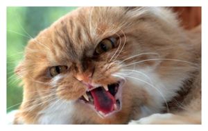 Scary Cat
