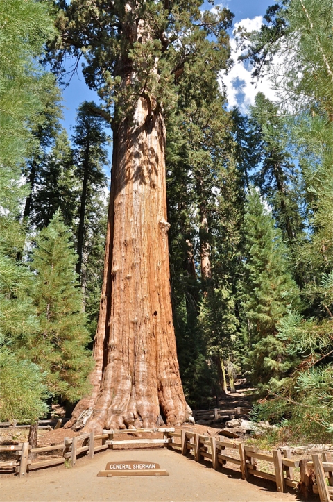 General Sherman