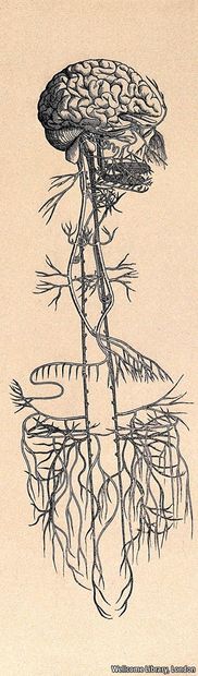 vagus nerve