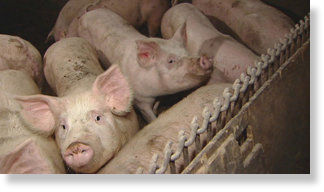 Click to enlarge pigs