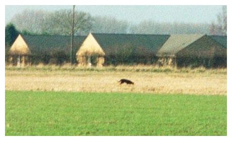 Fen Tiger